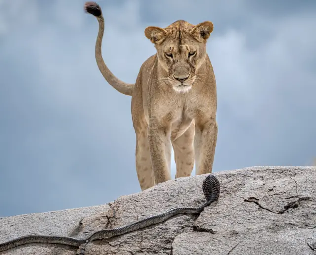 Un león en pie mira a una cobra. El enfrentamiento tiene lugar en un borde rocoso con un fondo de cielo azul difuminado por las nubes.