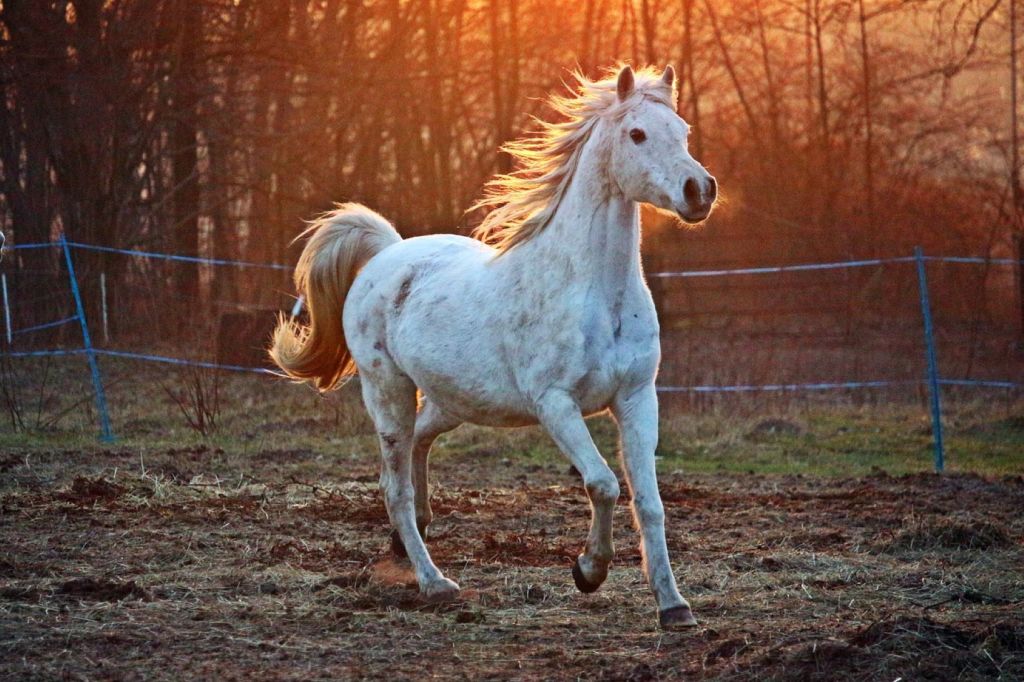 Caballo