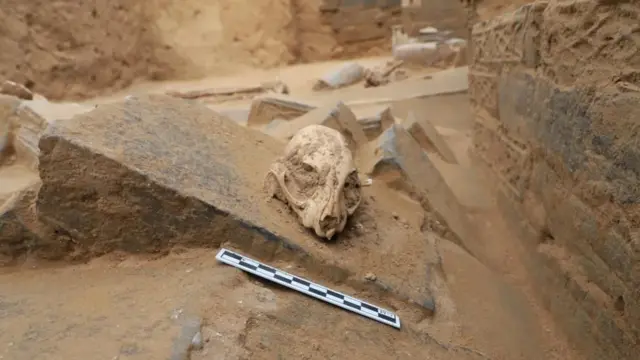 Cráneo de un gato leopardo en un sitio arqueológico en China