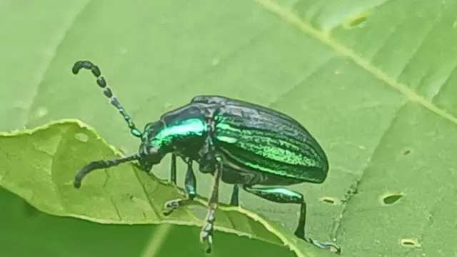 Escarabajo