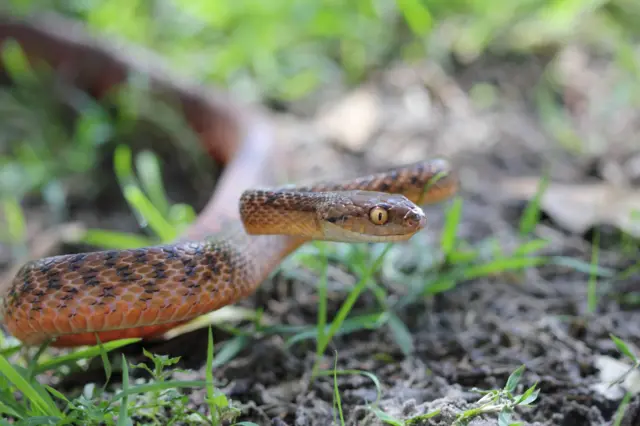 Una serpiente marrón