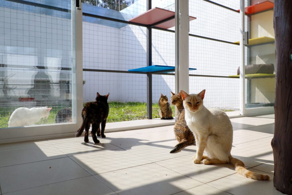 Michigan refugio para gatos en CDMX