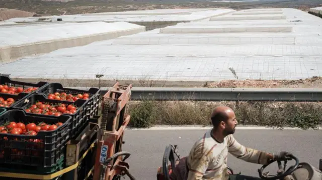 Un inmigrante conduce un tractor cargado de tomates en el campo de Almería, España. 