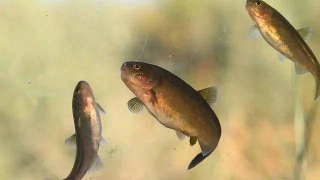 Mojarra Desnuda