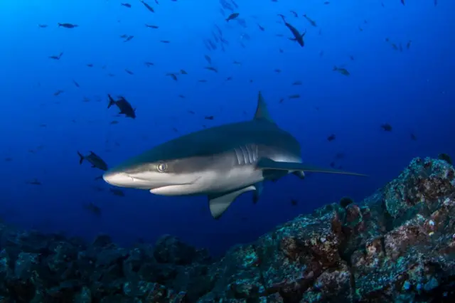 Un tiburón galápagos nadando en un arrecife.