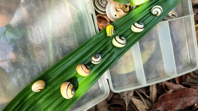 Ocho coloridos caracoles Polymita posados sobre una larga hoja verde. Debajo de la hoja hay un recipiente plástico para transportar los caracoles