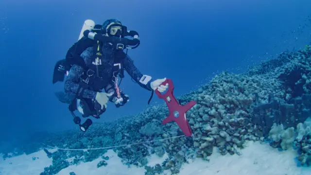 Un buzo del National Geographic Pristine Seas mide el megacoral