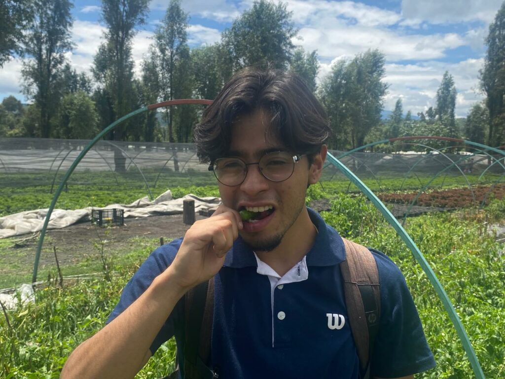 Chile chicuarote