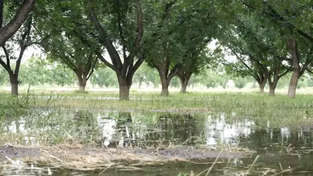 Un campo de nogales