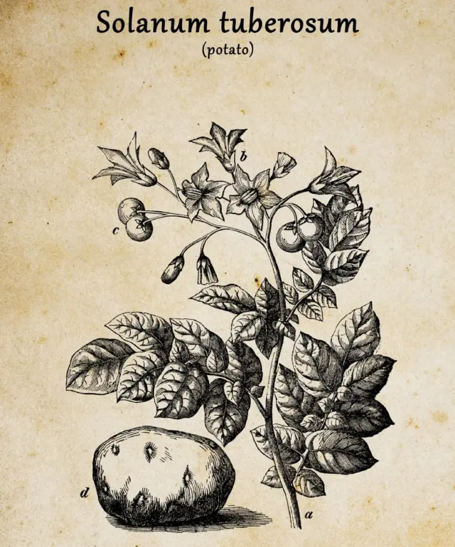 Ilustración antigua de la planta de la papa, con flores y frutos