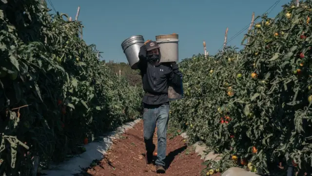 Industria tomate Sinaloa