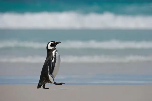 Pingüino de Magallanes