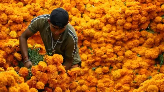 La flor de cempasúchil no puede faltar en los altares de muertos en México.