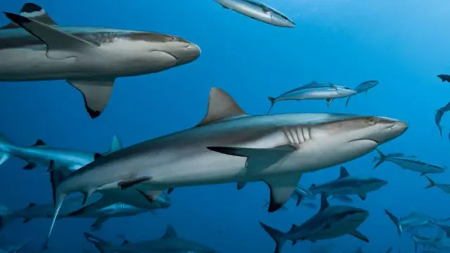 Grupo de tiburones grises de arrecife (Carcharhinus amblyrhynchos) y tiburones de arrecife de puntas negras (Carcharhinus melanopterus) nadando en Tahití, Polinesia Francesa.