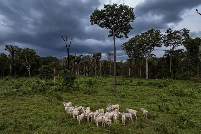 Una manada de vacas en una zona deforestada de la selva amazónica.