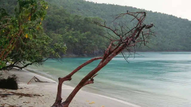 Una playa desierta en las Islas Vírgenes de Estados Unidos. Un pelícano está posado en una rama. 