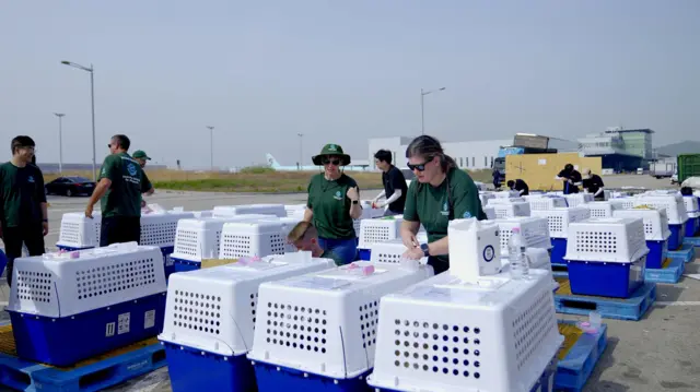 Filas de perreras portátiles para perros se encuentran afuera cerca de un aeropuerto, con personas con camisas verdes entre ellas.