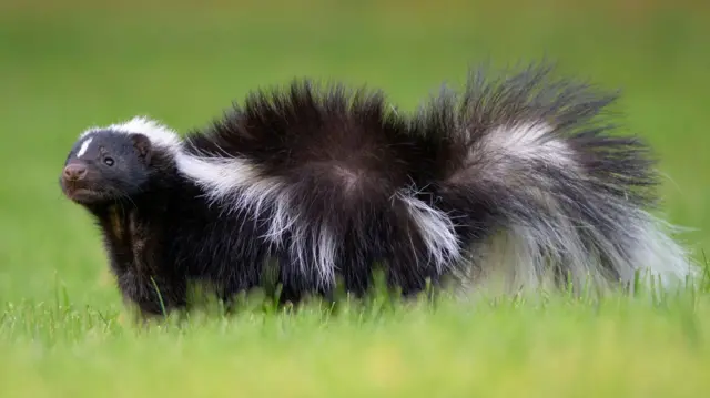 Una mofeta blanca y negra de pie sobre la hierba mirando a algo fuera de cámara.