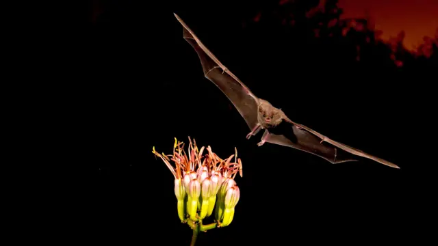 Un murciélago en pleno vuelo hacia una flor