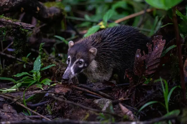 Un coatí