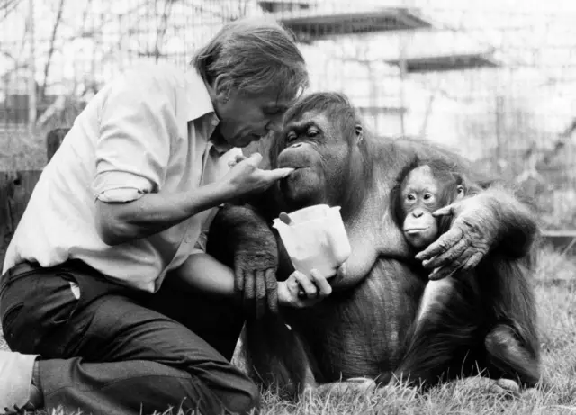 David Attenborough con unos orangutanes en el zoológico de Londres en 1982