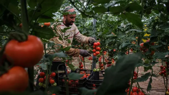 Cultivo de tomates en invernadero.