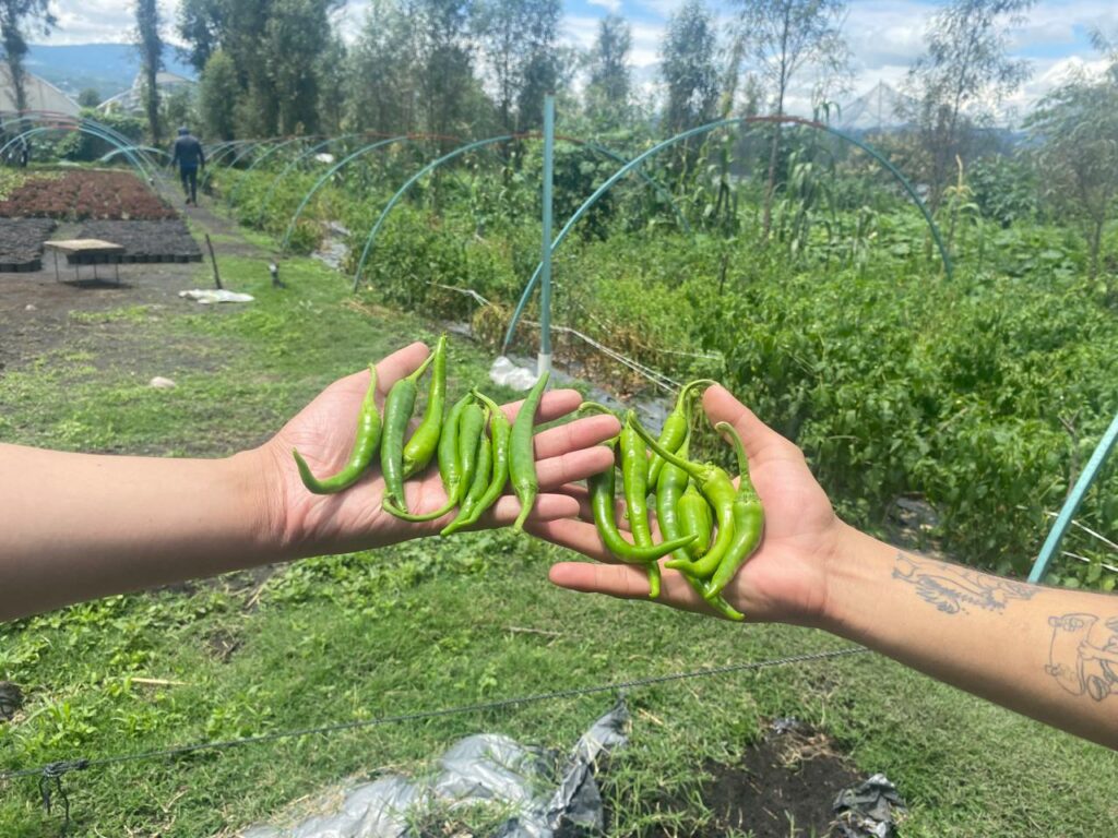 Chile chicuarote