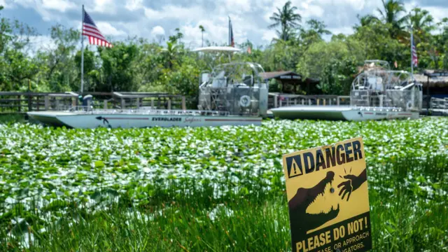 Imagen de los Everglades, se ve el humedal, mucha vegetación y un cartel que avisa del peligro de caimanes y se pide no alimentarlos.