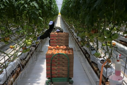 Trabajador de Agroindustrias Campo Real en Zacatecas, México