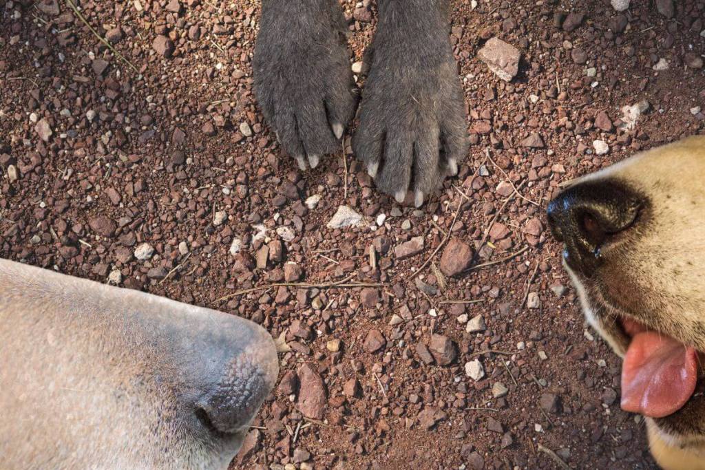 perros y gatos