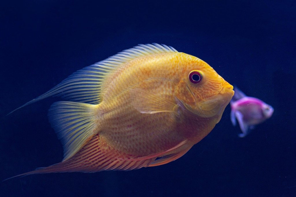 ¿Las moscas viven solo un día? La ciencia desmonta este y otros mitos del reino animal que siguen muy vivos 1
