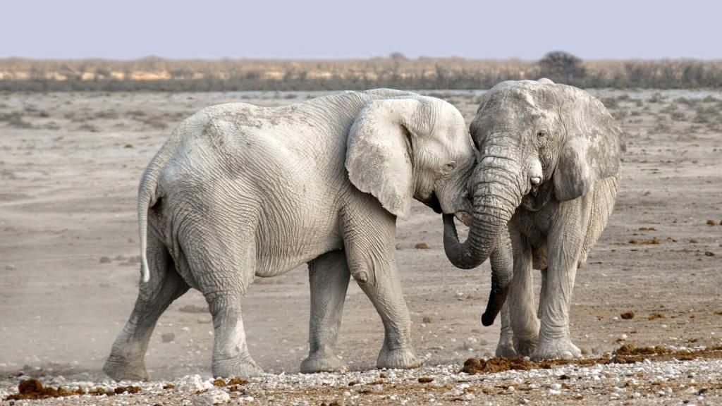 ¿Las moscas viven solo un día? La ciencia desmonta este y otros mitos del reino animal que siguen muy vivos 2