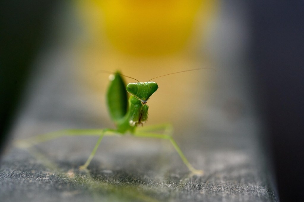¿Las moscas viven solo un día? La ciencia desmonta este y otros mitos del reino animal que siguen muy vivos 4
