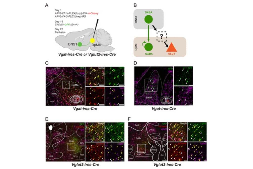 La activación optogenética de neuronas glutamatérgicas en el núcleo mesencefálico profundo (DpMe) provoca despertares rápidos desde el sueño profundo (NREM), reduciendo de forma marcada el tiempo hasta la vigilia y aumentando la duración del estado despierto tras la estimulación. Fuente: Journal of Neuroscience.