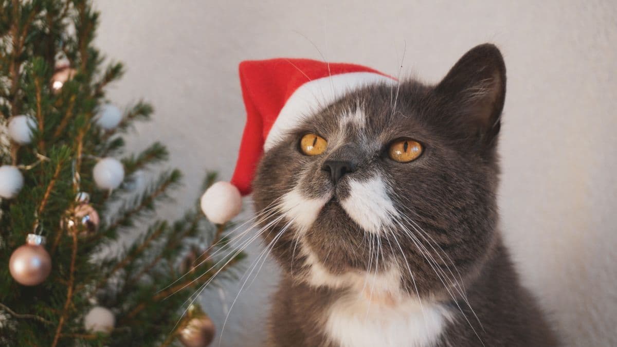 Adopta un gatito y disfruta de un festival único. Cat Fest Navidad 2024: bazar, regalos, conferencias y más para los michilovers.