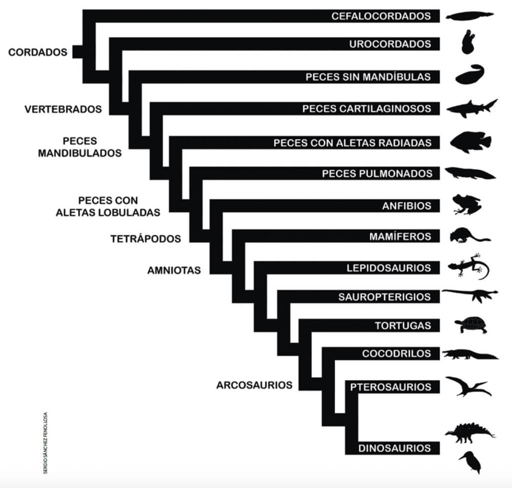 La imagen de arriba es un árbol evolutivo simplificado de los cordados. En concreto muestra las relaciones evolutivas entre diversos grupos cordados y ayuda a visualizar la evolución de los principales grupos animales a lo largo de la historia de la vida en la Tierra.