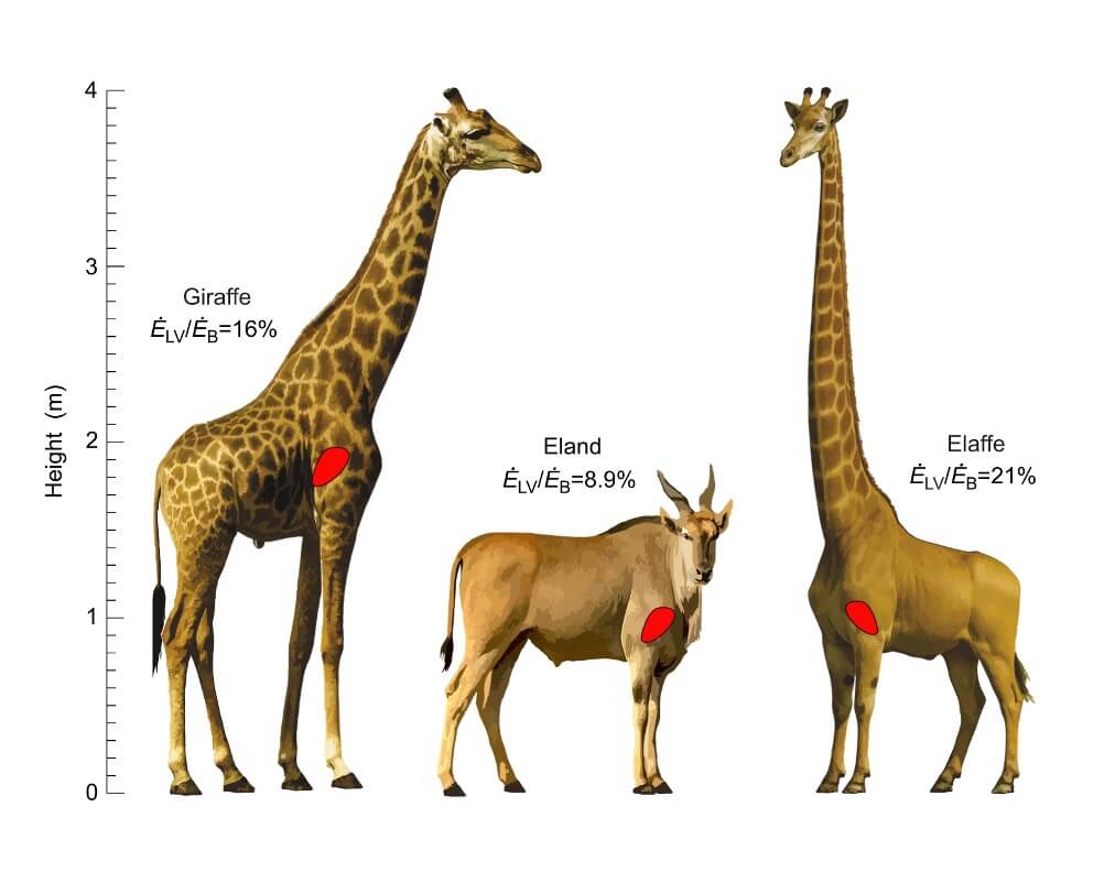 Ilustraciones comparativas de una jirafa y un eland, que muestran la ubicación aproximada de sus corazones. El “elaffe” es una quimera teórica que alcanza la misma altura que la jirafa, pero solo alargando el cuello. Las dimensiones cardíacas se basan en ecuaciones alométricas (Mitchell y Skinner, 2009). El gasto energético del ventrículo izquierdo en relación con el metabolismo total se calculó según el modelo del estudio para la jirafa y el elaffe, y a partir de datos generales de mamíferos para el eland (Snelling y Seymour, 2024). Todos los valores se estandarizaron para un peso corporal de 651 kg y una tasa metabólica en reposo de 1683 ml O₂ por minuto.