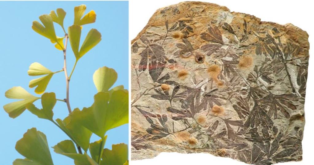 Sobre estas líneas, a la izquierda, vemos unas hojas del «fósil viviente» Ginkgo biloba actual y, a la derecha, otras fosilizadas de Ginkgo huttoni, que es un antepasado del mismo tipo de planta, procedente del Jurásico Medio de Escocia, que están expuestas en el Museo Nacional de Naturaleza y Ciencia de Tokio (Japón).