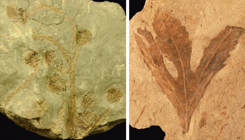 En las dos fotografías de arriba podemos ver plantas fósiles del Cretácico Inferior procedentes de la provincia de Teruel. En concreto son unas ramas de conífera con piñas en conexión (izquierda) y una hoja trilobulada de angiosperma primitiva (derecha). Ambas están depositadas en el Museo Aragonés de Paleontología (Teruel).