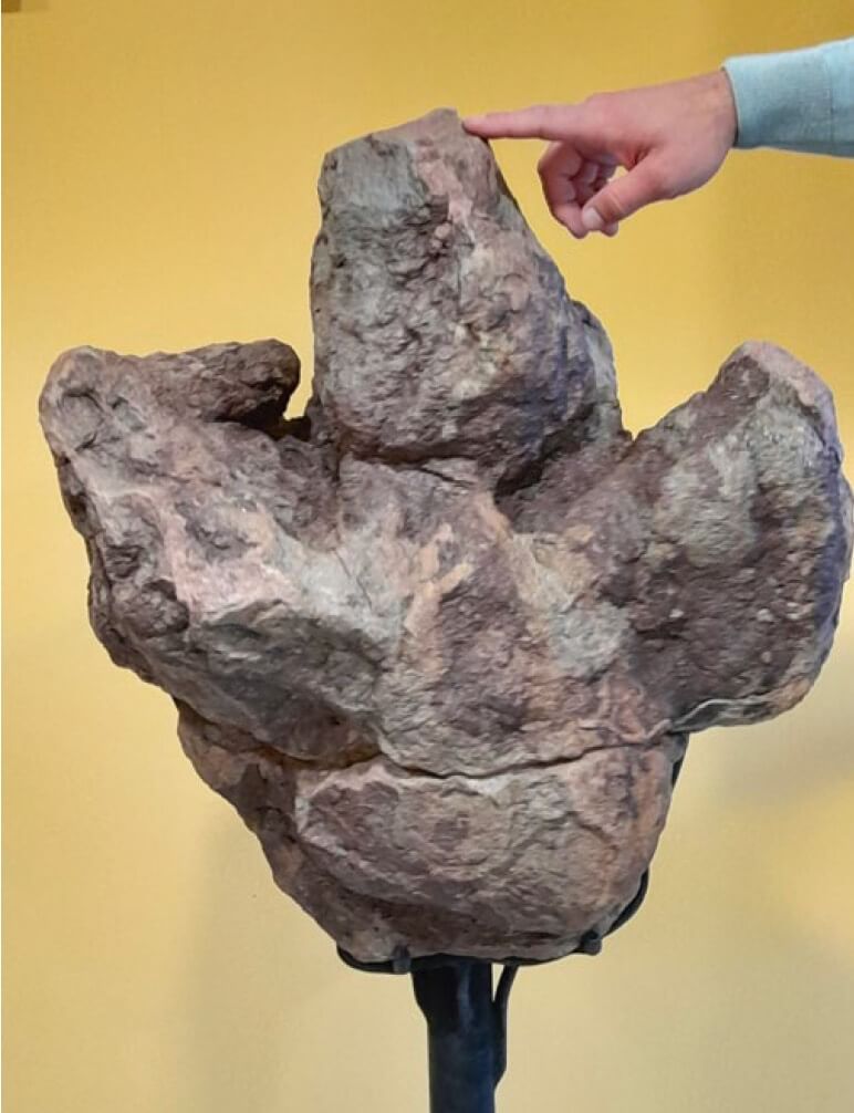 Gran huella del dinosaurio ornitópodo Iguanodon procedente de El Castellar (Teruel). Museo Aragonés de Paleontología.