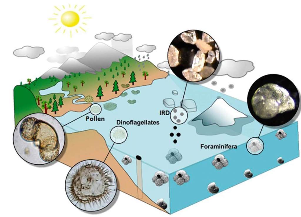 Núcleo de sedimento de un margen continental, que capta múltiples trazadores climaticos: transporte y deposición de granos de polen, sedimentos gruesos derivados de la descarga y fusión de icebergs (ice-rafted detritus, IRD), foraminíferos planctónicos (habitat en la superficie oceánica) y bentónicos (hábitat en el fondo de los océanos) y dinoflagelados. Figura según Sanchez Goñi et al. (Frontiers in Plant Sciences, 2018). Ilustración original de María Fernanda Sánche Goñi. publicada en Frontiers in Plant Sciences.