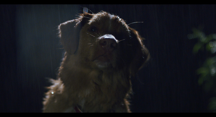 Indy, el perro protagonista. Foto BF Paris