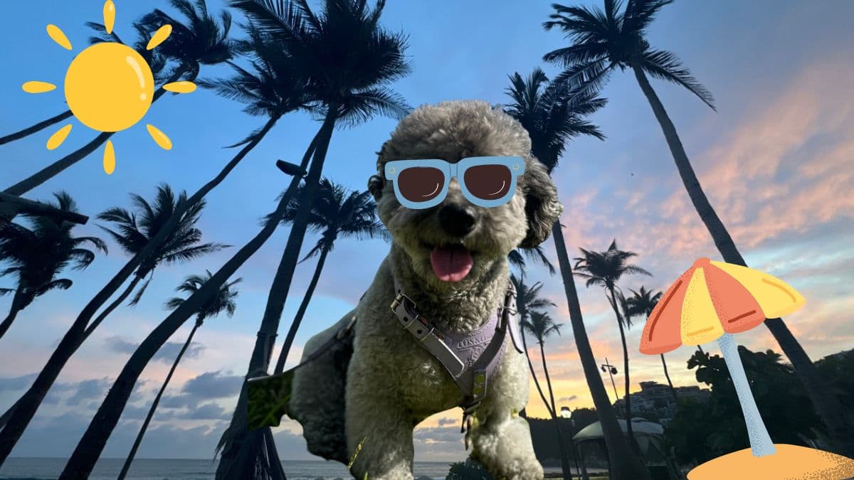 Hotel pet friendly en Acapulco. ¡Disfruta tus vacaciones con tu perrito!