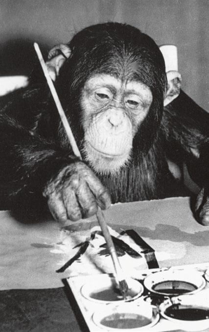 Chimpancé Peter