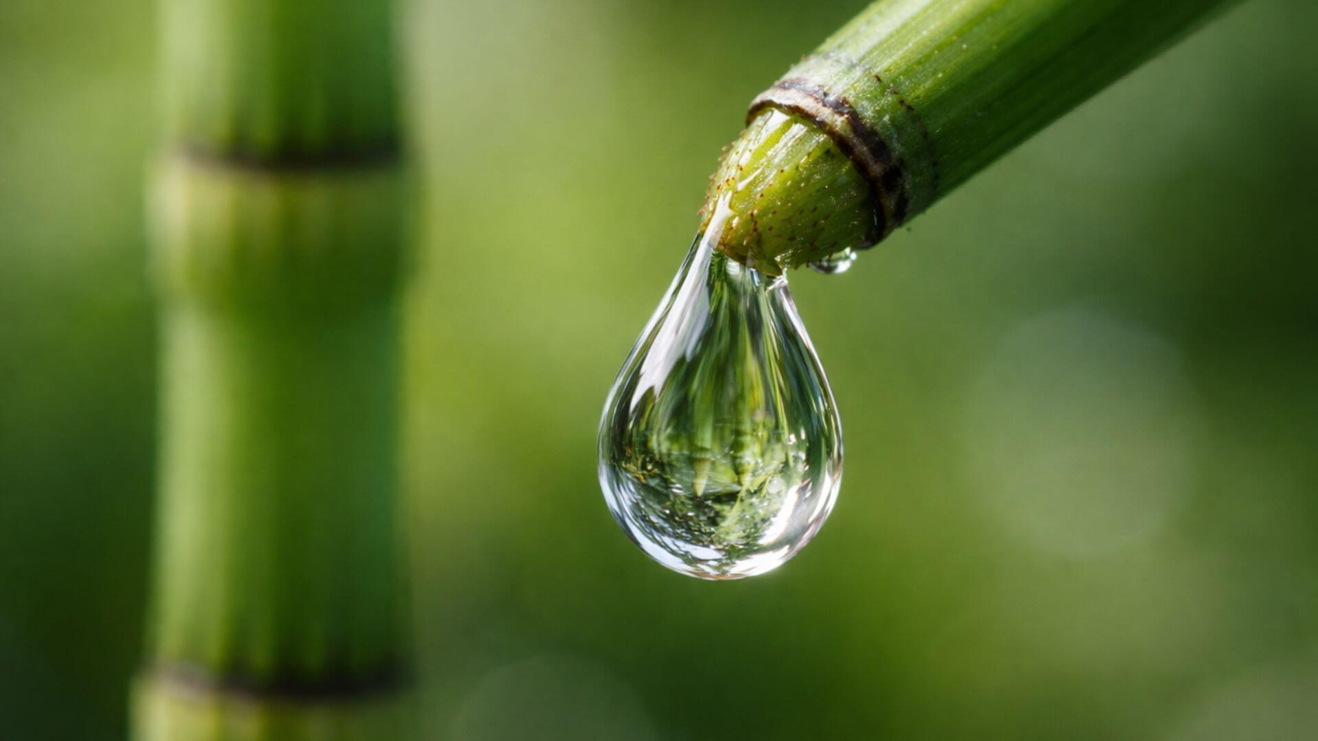 Científicos descubren que una planta común genera agua con una firma química casi alienígena