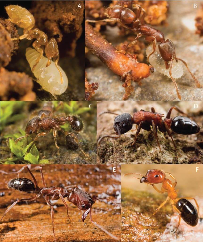 El “apocalipsis de insectos”- El 79 % de las hormigas endémicas de Fiyi está en declive y la genómica revela milenios de pérdida