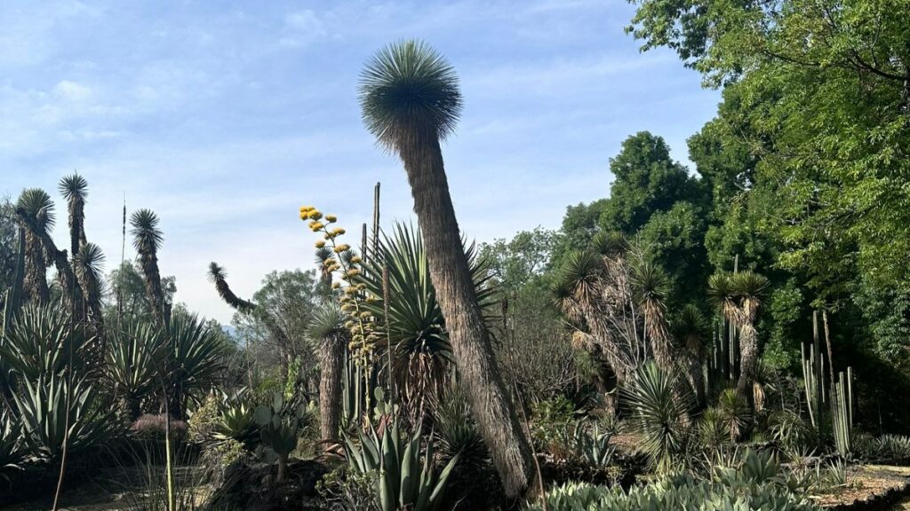 UNAM celebrará Día de los Jardines Botánicos con actividades: talleres, expos y más
