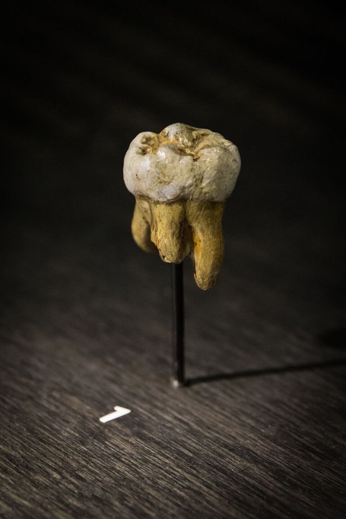 Denisova Molar