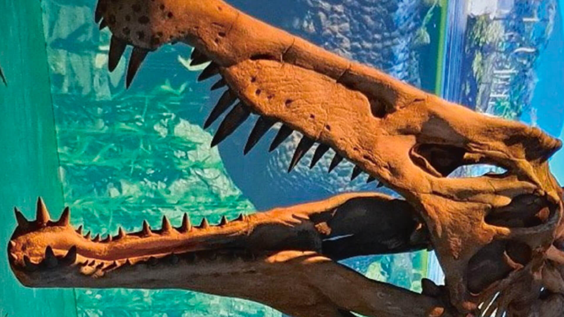 Sobre estas líneas, detalle del cráneo en una reconstrucción del esqueleto de Spinosaurus del Cretácico Superior de África. Destacan sus dientes largos y cónicos ideales para apresar a su principal alimento, los peces. Mar Jurásico en Dinópolis (Teruel, España).