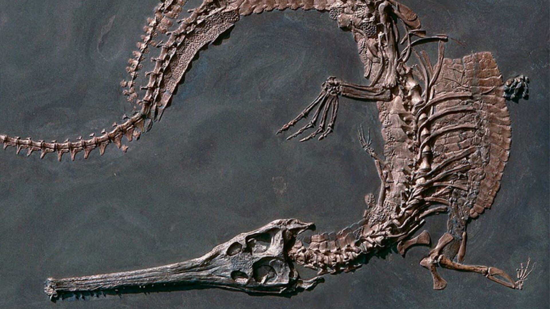 En la fotografía sobre estas líneas, podemos ver el esqueleto completo original del cocodrilo marino Steneosaurus del Jurásico Inferior de Alemania.